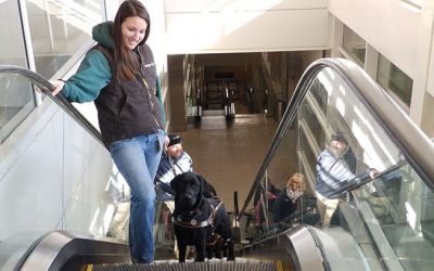 DTW Begins Training Dogs For The Blind