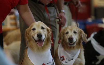 Program Offers Pet Therapy At YHZ