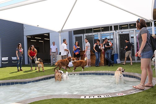 Bark & Zoom Pet Resort Opens At AUS