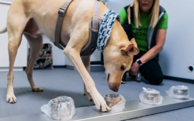Helsinki Airport Introduces COVID-19 Dogs