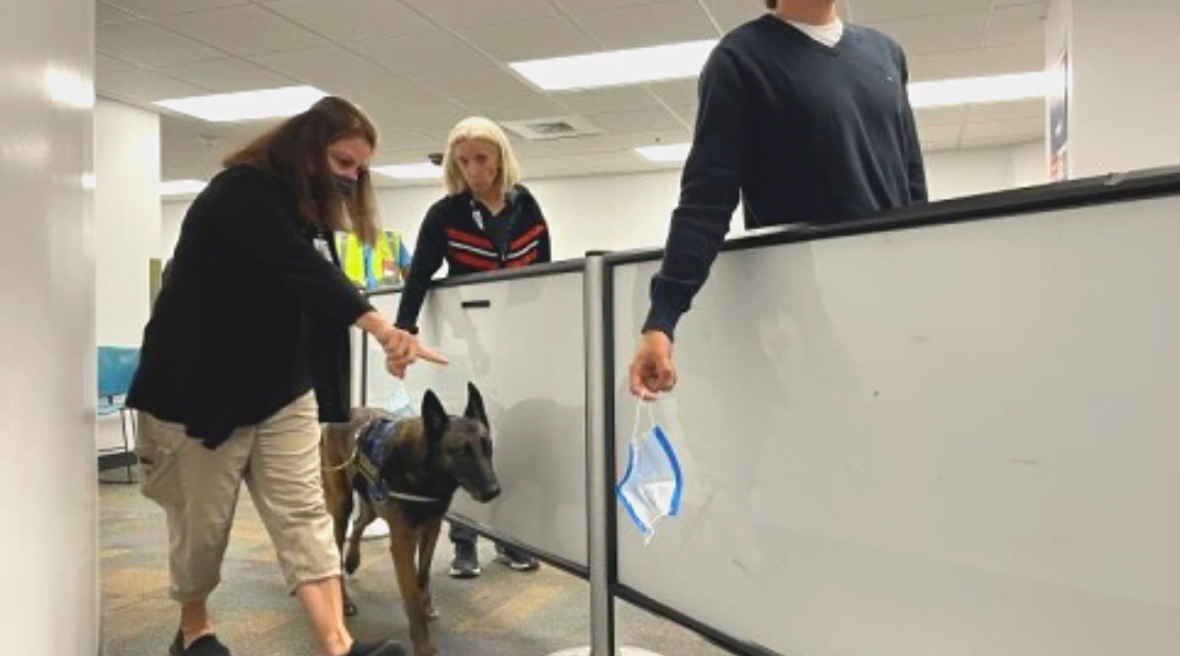 MIA To Employ COVID Sniffing Dogs