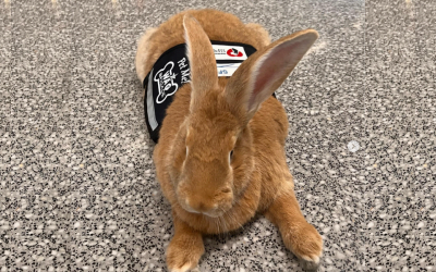 Stress-Relief Certified Rabbit at SFO