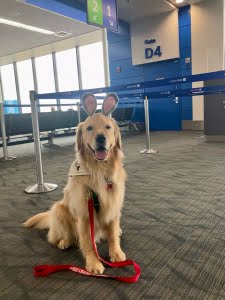 DTW_Dogs_Pet_Therapy